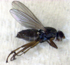 Coelopidae st