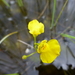 Utricularia intermedia - Photo (c) svetlana_katana, algunos derechos reservados (CC BY-NC), subido por svetlana_katana