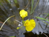 Utricularia intermedia - Photo (c) svetlana_katana, some rights reserved (CC BY-NC), uploaded by svetlana_katana
