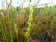 Hammarbya paludosa