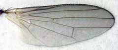 Coelopidae st