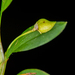 Dichaea graminoides - Photo 由 Alan Rockefeller 所上傳的 (c) Alan Rockefeller，保留部份權利CC BY