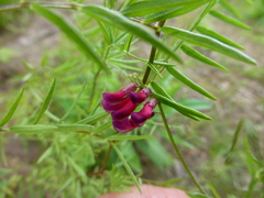 Vicia megalotropis