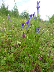 Gentianopsis barbata