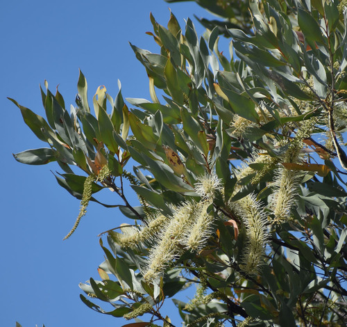 Grevillea glauca Banks & Sol. ex Knight