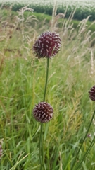 Allium