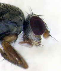 Coelopidae st
