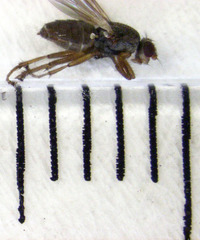 Coelopidae st