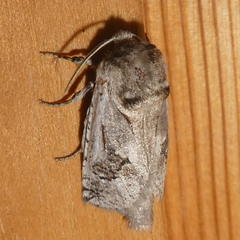 Parahypopta caestrum