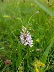 Dactylorhiza fuchsii