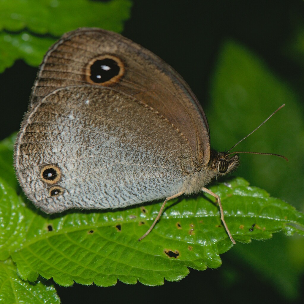 Pallid Argus