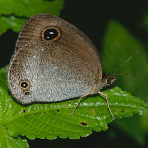 Pallid Argus