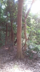 Castanopsis cuspidata