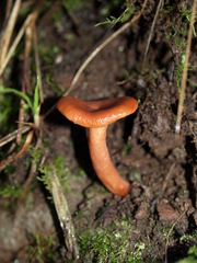 Lactarius eucalypti