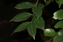 Atherosperma moschatum moschatum