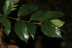 Atherosperma moschatum moschatum