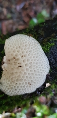 Favolaschia pustulosa
