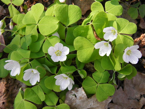 Paprastasis kiškiakopūstis