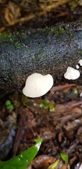 Favolaschia pustulosa