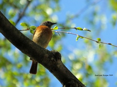 Phoenicurus phoenicurus