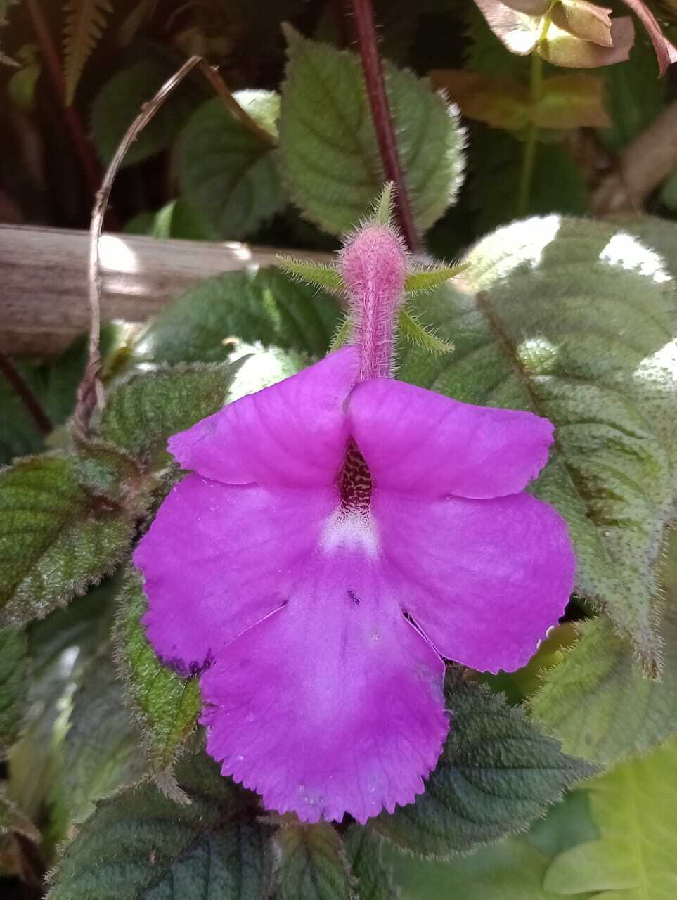 Imagem de Cipó-de-São-João