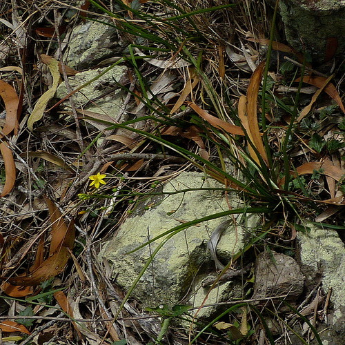 Image of Leek Lily (Bulbine semibarbata) by (c) Max Campbell, some rights reserved (CC BY)