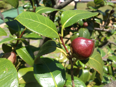 Camellia japonica