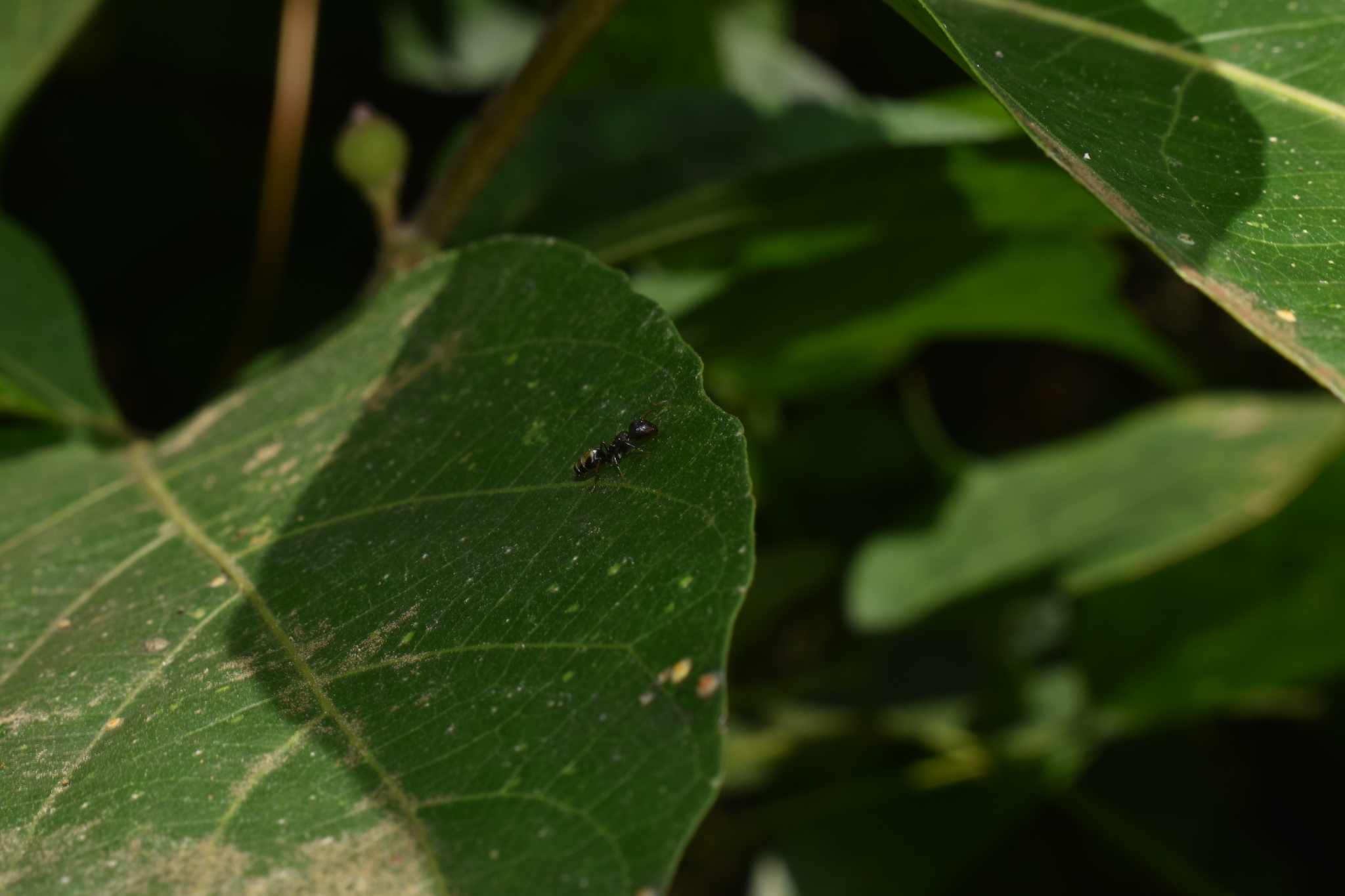 Camponotus leucodiscus