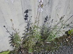Linaria repens