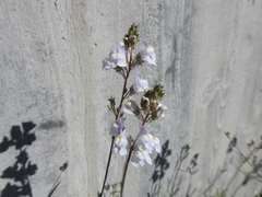 Linaria repens