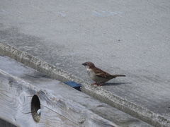 Passer domesticus