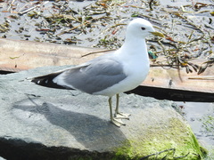 Larus canus