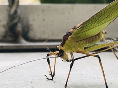 Tettigoniidae