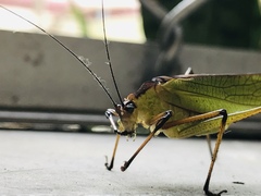 Tettigoniidae