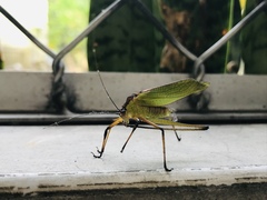 Tettigoniidae