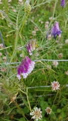 Vicia villosa
