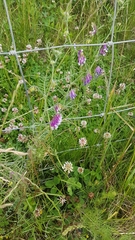 Vicia villosa
