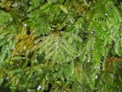 Catharomnion ciliatum