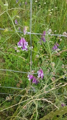 Vicia villosa