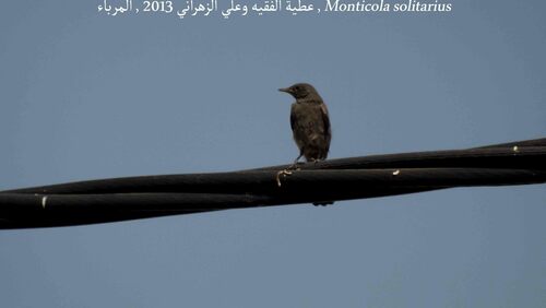 Blue Rock-Thrush