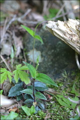 Tripterospermum trinervium