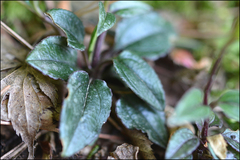 Tripterospermum trinervium