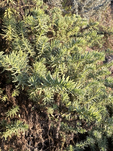 Suaeda californica, photograph 5