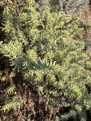 Suaeda californica, photograph author not stated, no rights reserved