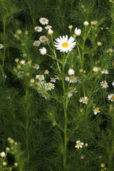 Tripleurospermum inodorum
