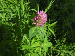 Trifolium pratense