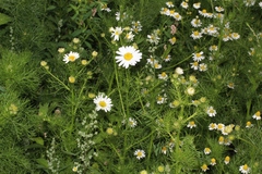 Tripleurospermum inodorum