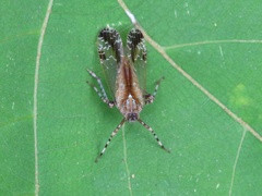 Orthopagus splendens