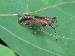 Orthopagus splendens