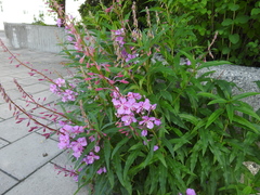 Chamaenerion angustifolium